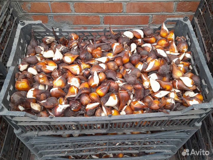 Луковицы тюльпанов