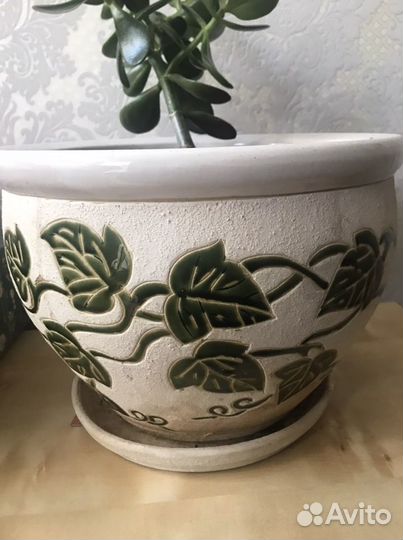 Крассула с вазой