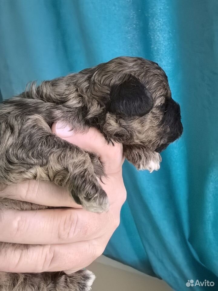 Maltipoo shihpoo