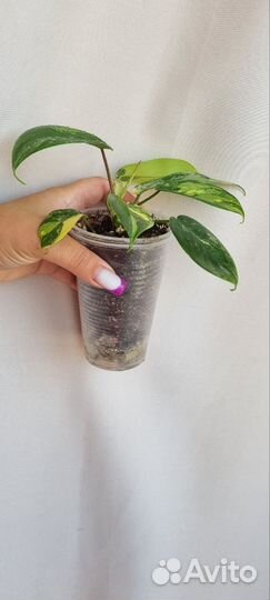 Филодендрон меджик маск