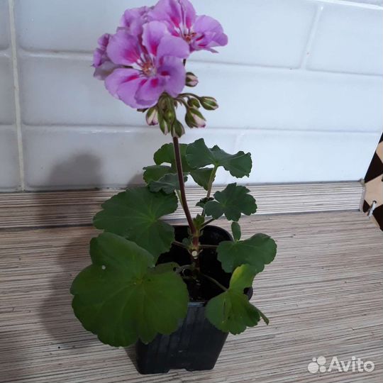Пеларгония герань.Цветущие черенки двух видов