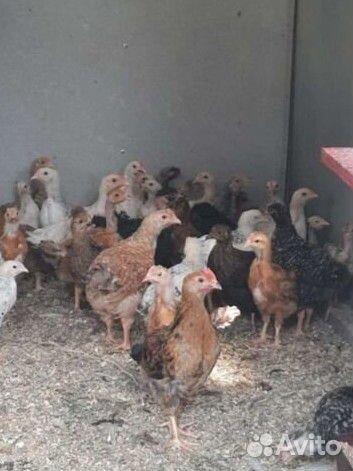 Куры подрощенные домашние