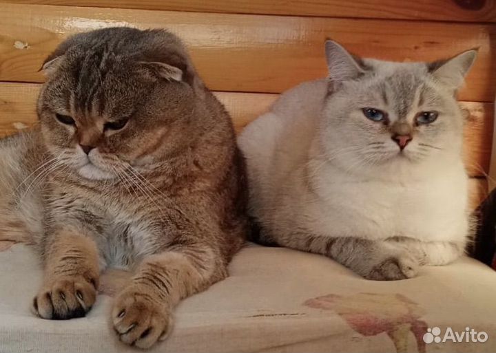 Анонс. Шотландские котята