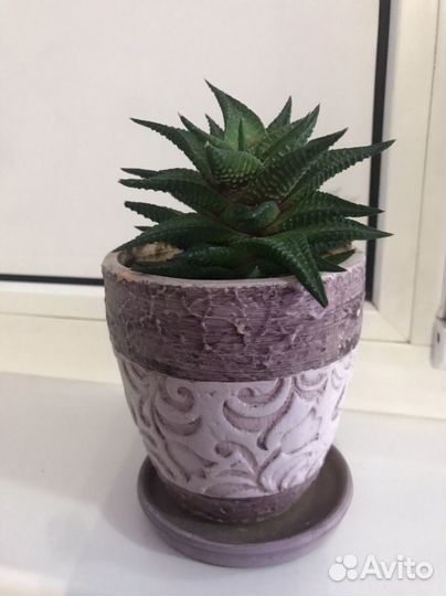 Сукулент Хавортия Лимифолия