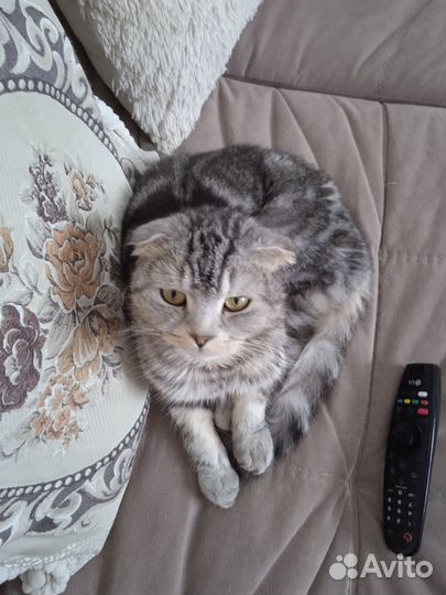 Пропали коты