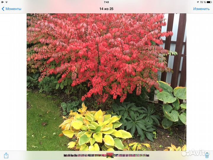 Декоративные кустарники и бамбук