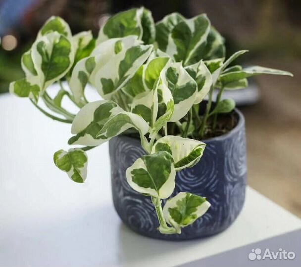 Эпипремнумы