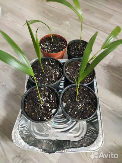 Пальма арека