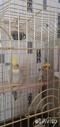 Попугаи корелла с клеткой.Быстрым за 11