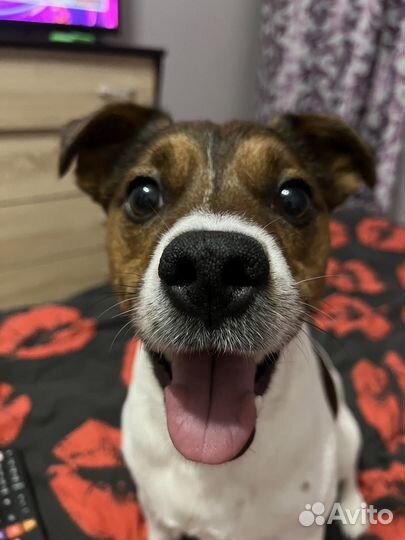 Собаки вязка