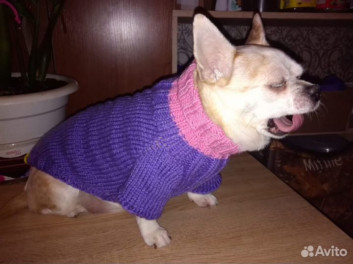 Одежда для животных