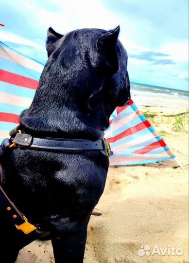 Кане корсо вязка