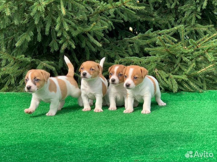 Щенки джек Рассел терьер