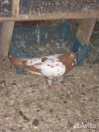 Продаю голубей