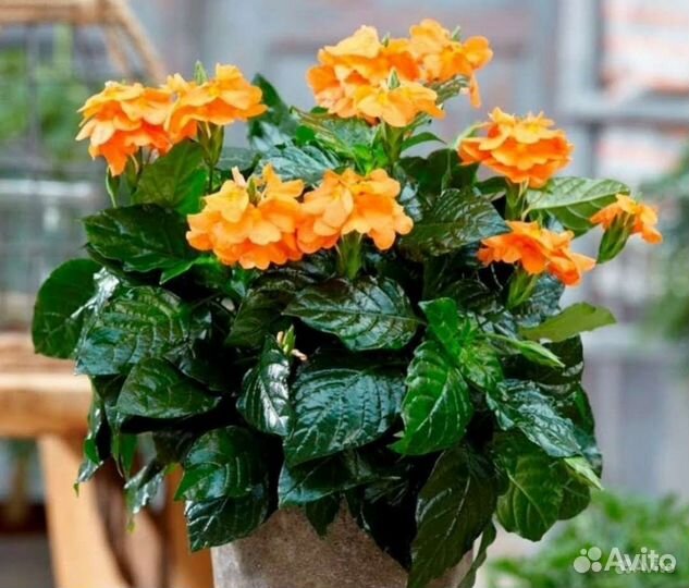 Лантана,Бругмансия,Пентас,Спатодея,Кроссандра