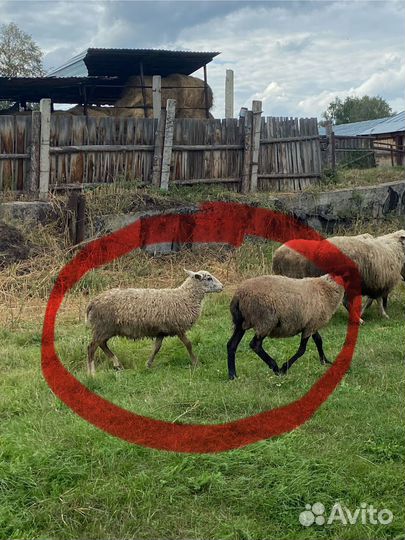 Ярочки романовские