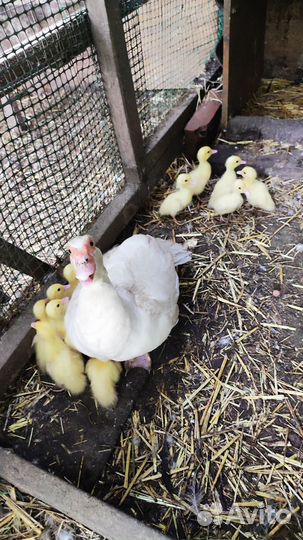 Утята Мускусной белой индоутки. Инкубационное яйцо