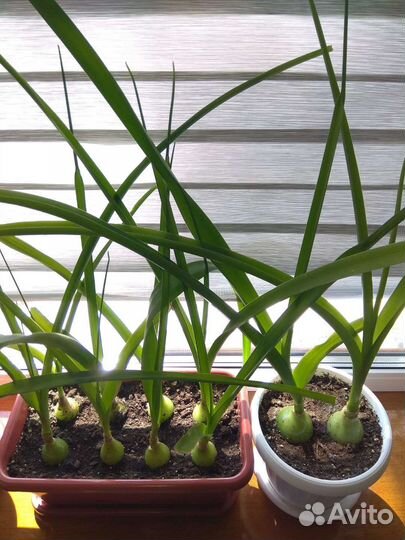 Индийский лук