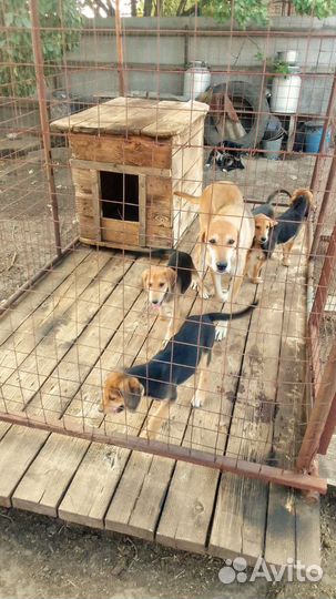 Русские гончие щенки