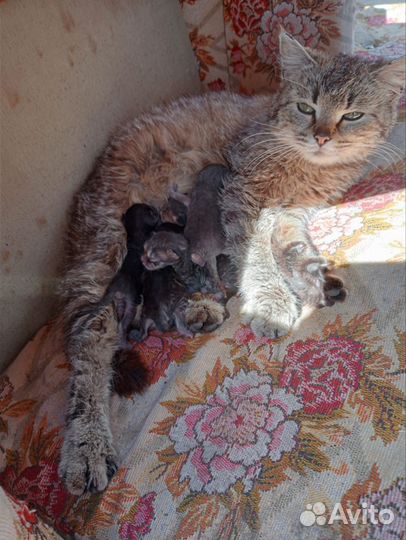 Отдадим в добрые руки