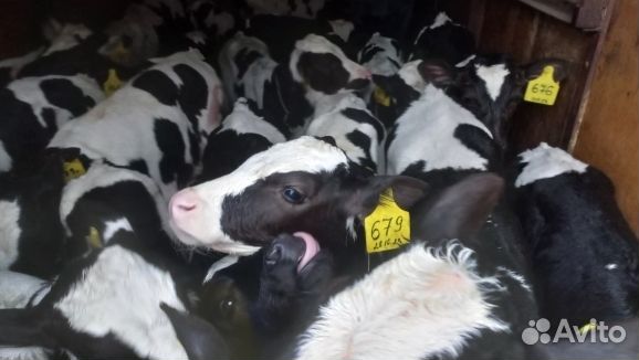 Телята бычки быстрая и бесплатная доставка