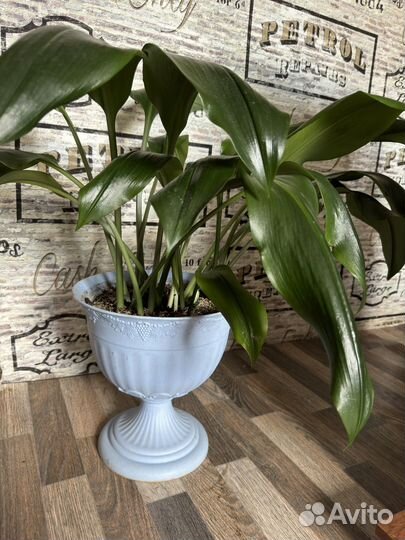 Комнатные цветы