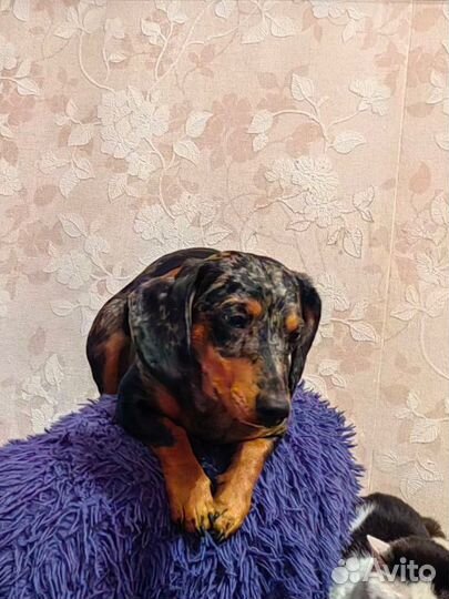 Предлагаем кобеля таксу на вязку