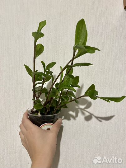 Традесканция