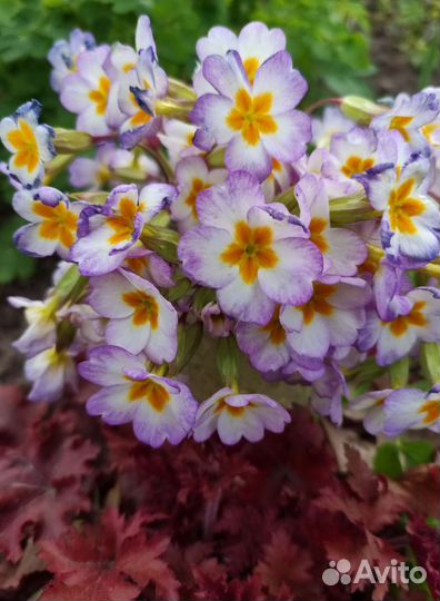 Примулы садовые