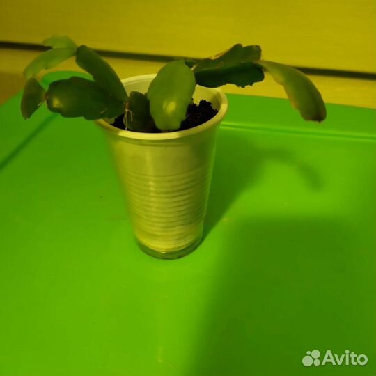 Герань пеларгония, Декабрист, Сансевиерия