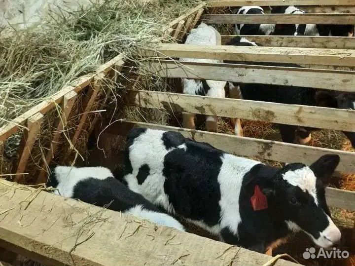 Бычки на откорм