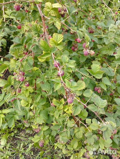 Малина ягоды свежая