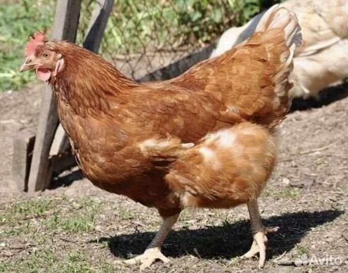 Куры несушки с агрофермы