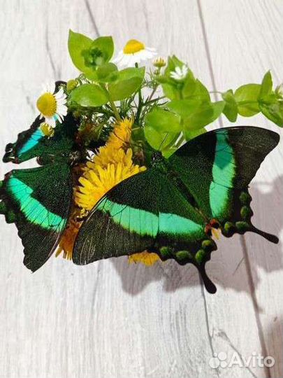 Бабочки к вашему дню