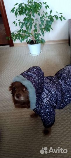 Одежда для животных