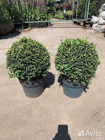 Самшит 40-50см