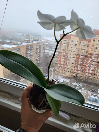 Орхидея детка