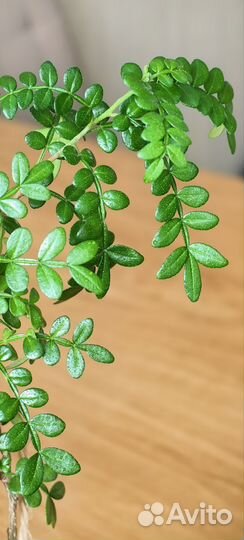 Зантоксилум