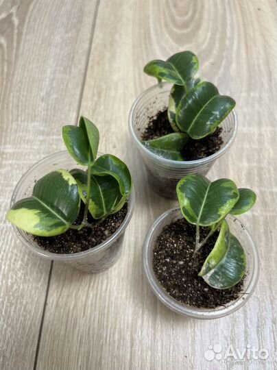 Фикус бенджамина Ирэн