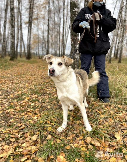 Собака пропадает в приюте