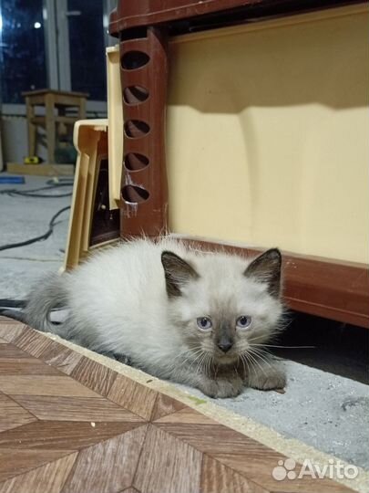 Котята