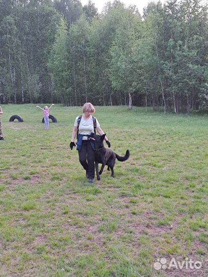 Дрессировка собак. Пермь