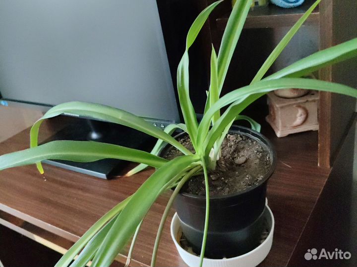 Хлорофитум