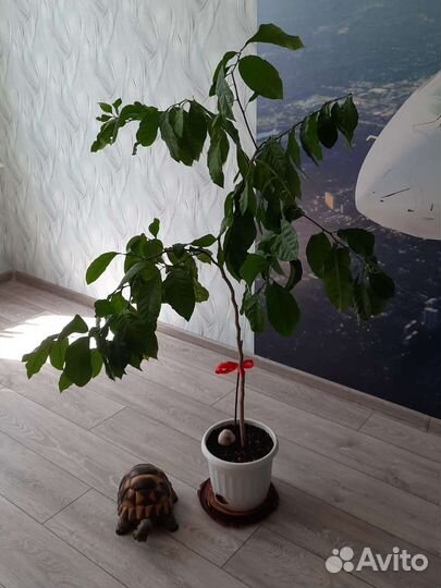 Лимонное дерево