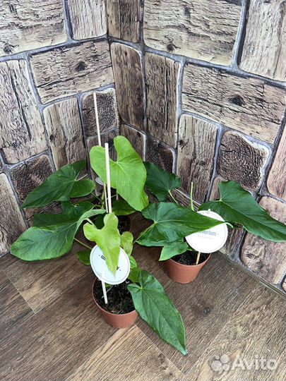 Антуриум балаоанум