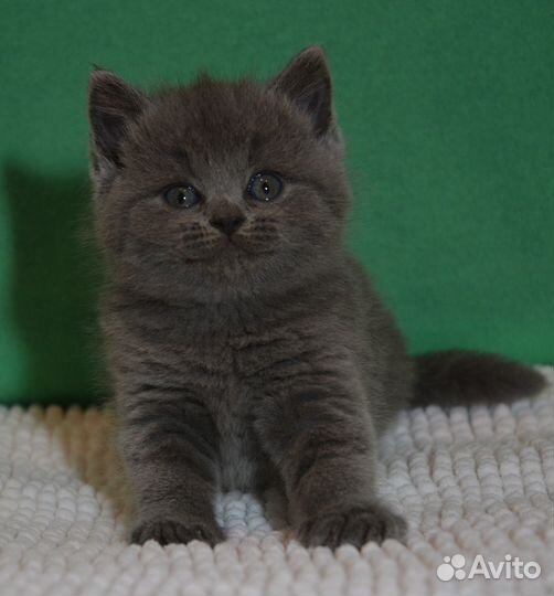 Британцы голубые