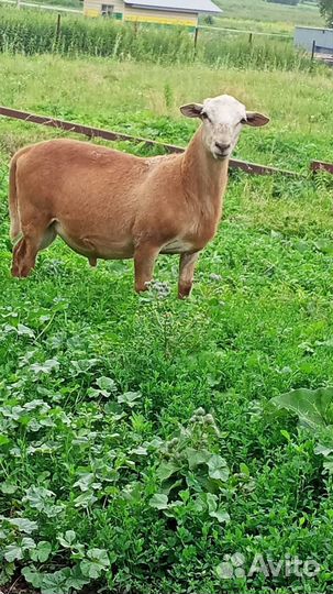 Катумские бараны