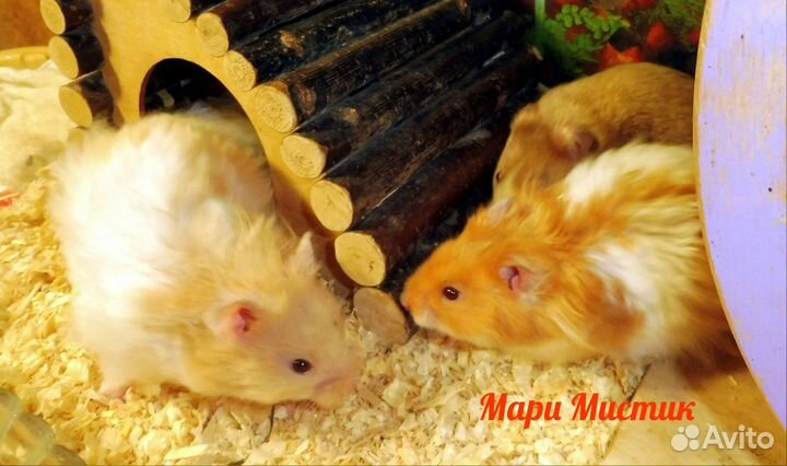 Более 10 разных окрасов хомяк видео