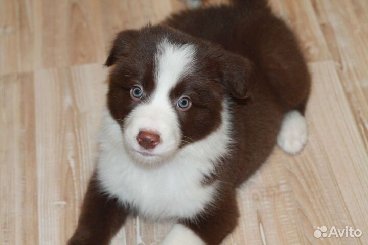 Бордер колли