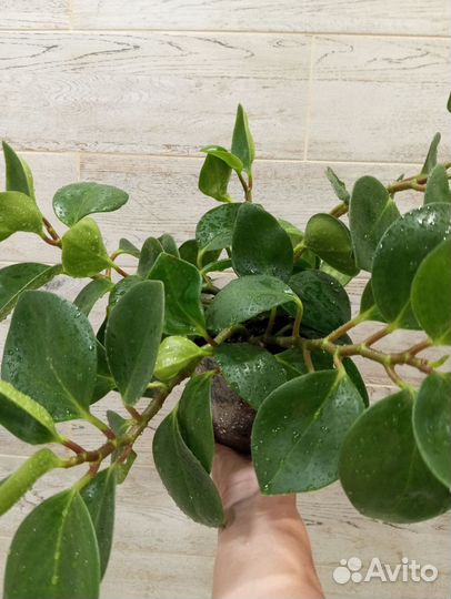 Пеперомия туполистная